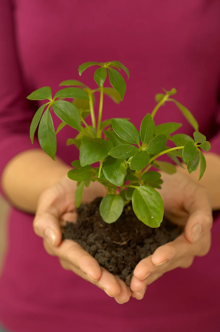 Mãos segurando uma muda de planta em terra fértil